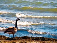 gooseByWater