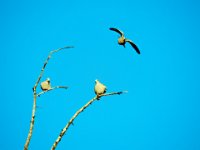 Doves