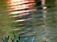 WaterPlants